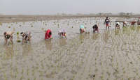 নওগাঁয় শীত ও কুয়াশার মধ্যেও ইরি বোরো ধান...