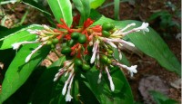 বাড়িতে সর্পগন্ধা থাকলে সাপ আসেনা